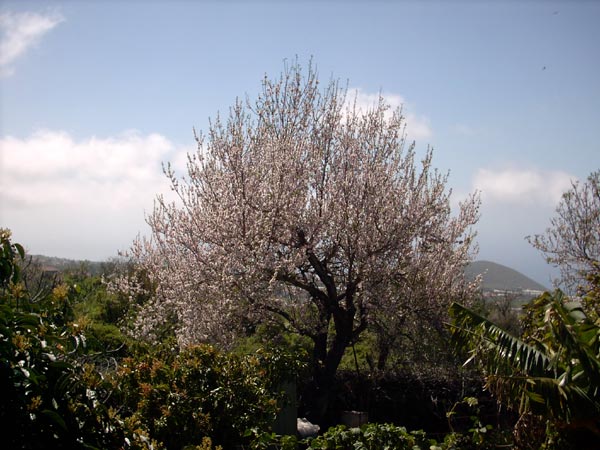 Mandelbaum in unserem Garten
